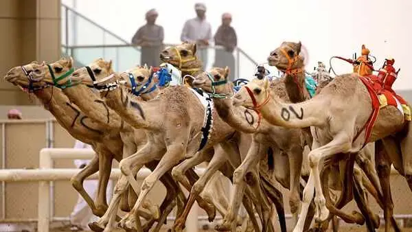 كأس العلا للهجن: الاحتفال بالتراث الثقافي الغني للمملكة العربية السعودية