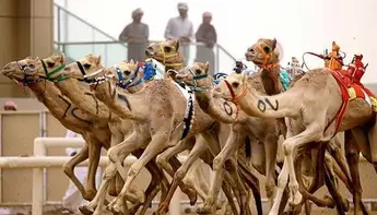 كأس العلا للهجن: الاحتفال بالتراث الثقافي الغني للمملكة العربية السعودية